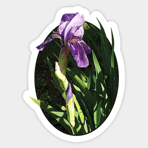 Irises - Purple Iris in Sunshine Sticker by SusanSavad